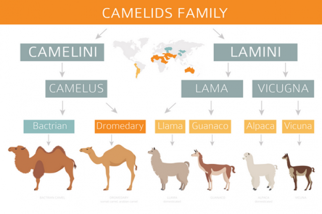 Camel species_6__COPY__44